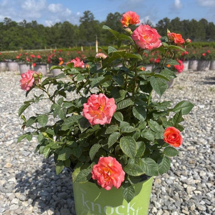 Rosa 'Radslam' PP 35,826 ~ Orange Glow™ Knock Out® Rose-ServeScape