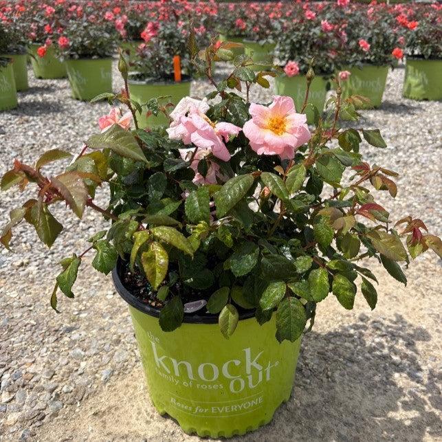 Rosa 'Radgor' ~ Knock Out® Peachy Rose-ServeScape