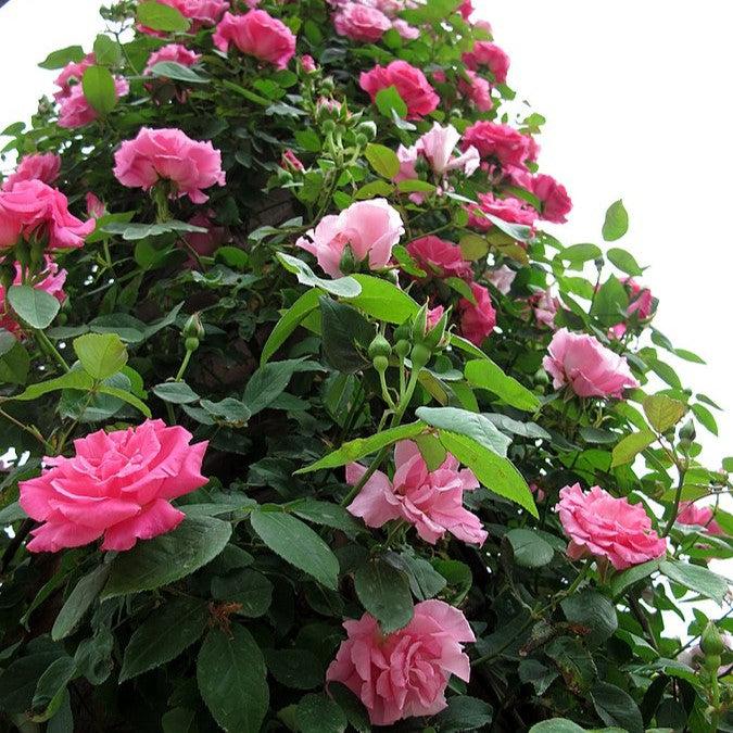 Rosa 'Zéphirine Drouhin' ~ Zéphirine Drouhin Rose-ServeScape