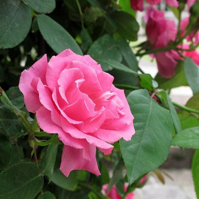 Rosa 'Zéphirine Drouhin' ~ Zéphirine Drouhin Rose-ServeScape