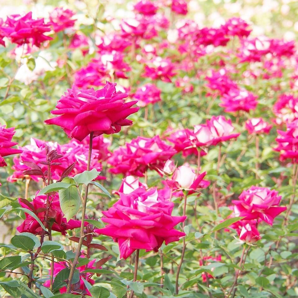 Rosa 'Love' ~ Love Rose-ServeScape