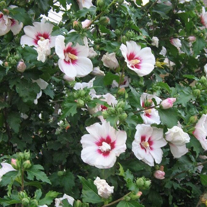 Hibiscus syriacus ~ Althea, White-ServeScape