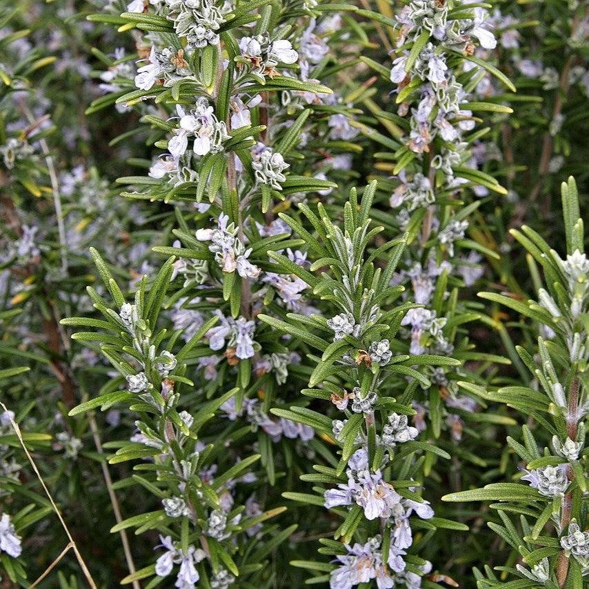 Rosmarinus officinalis ~ Rosemary-ServeScape