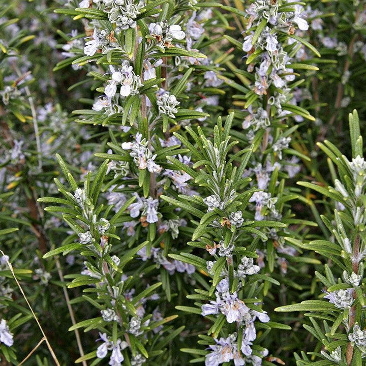 Rosmarinus officinalis ~ Rosemary-ServeScape