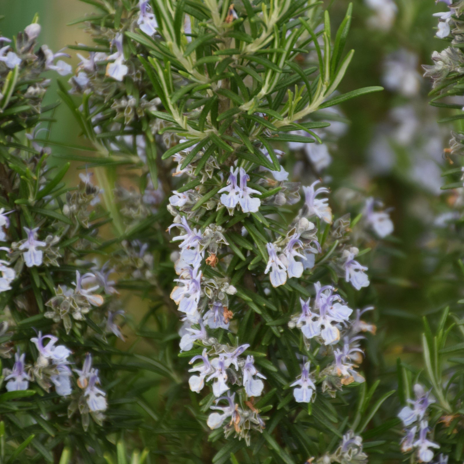 Rosmarinus officinalis 'Blue Spires' ~ Monrovia® Blue Spires Rosemary-ServeScape