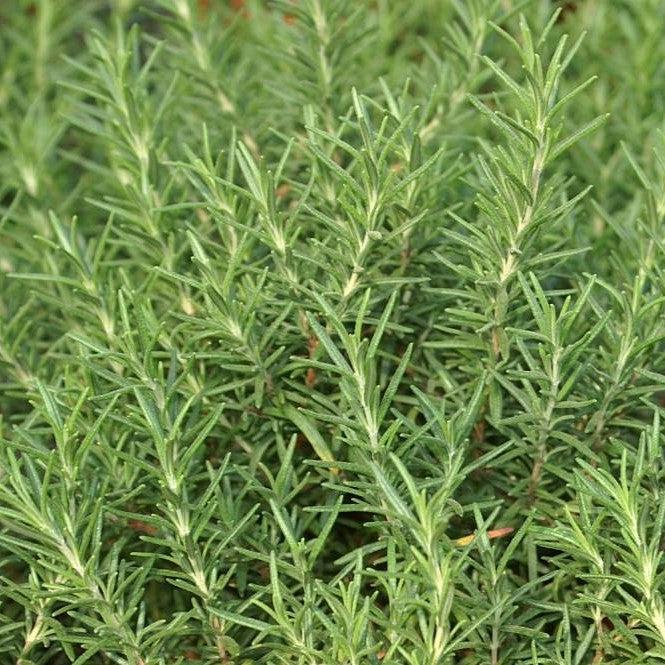 Rosmarinus officinalis 'Salem' ~ Salem Rosemary-ServeScape