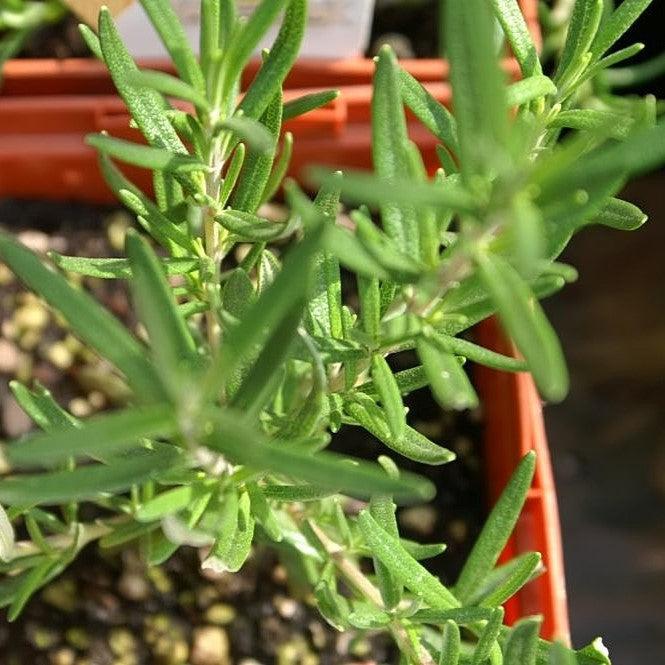 Rosmarinus officinalis 'Salem' ~ Salem Rosemary-ServeScape