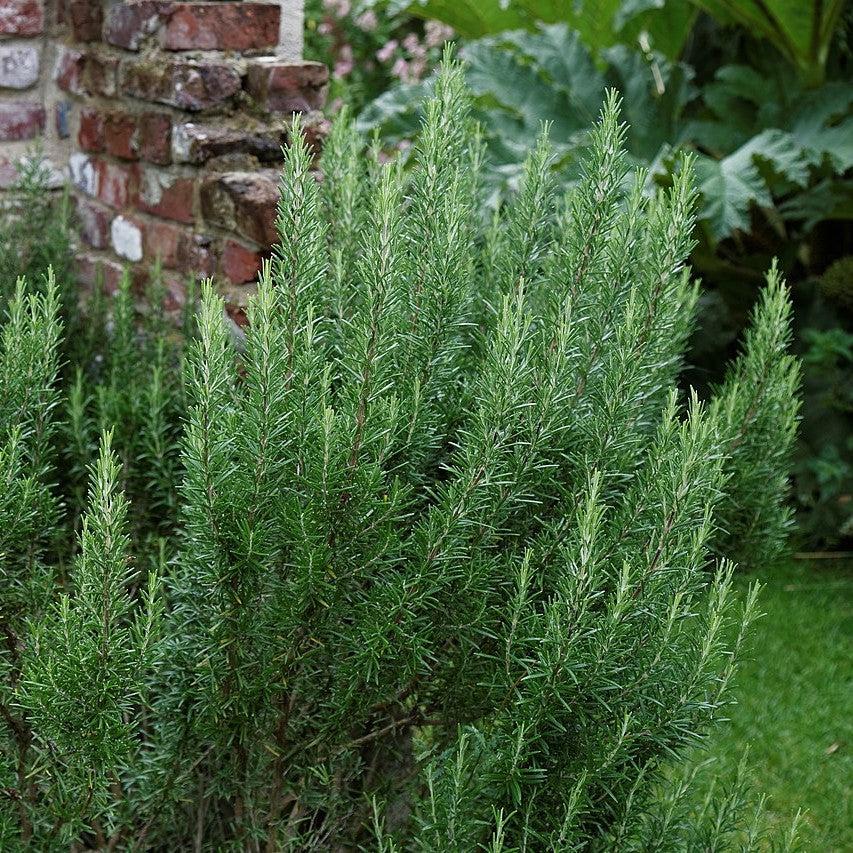 Rosmarinus officinalis ~ Rosemary-ServeScape