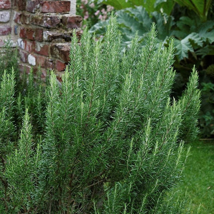 Rosmarinus officinalis ~ Rosemary-ServeScape