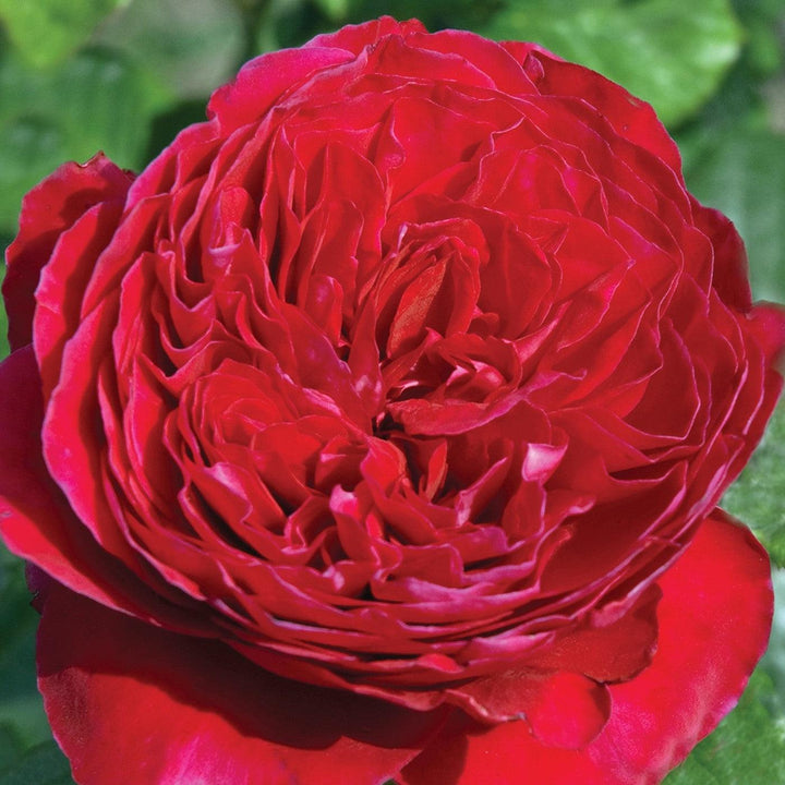 Rosa 'Meikarouz' ~ Bloomables® Rouge Royale™ Rose-ServeScape