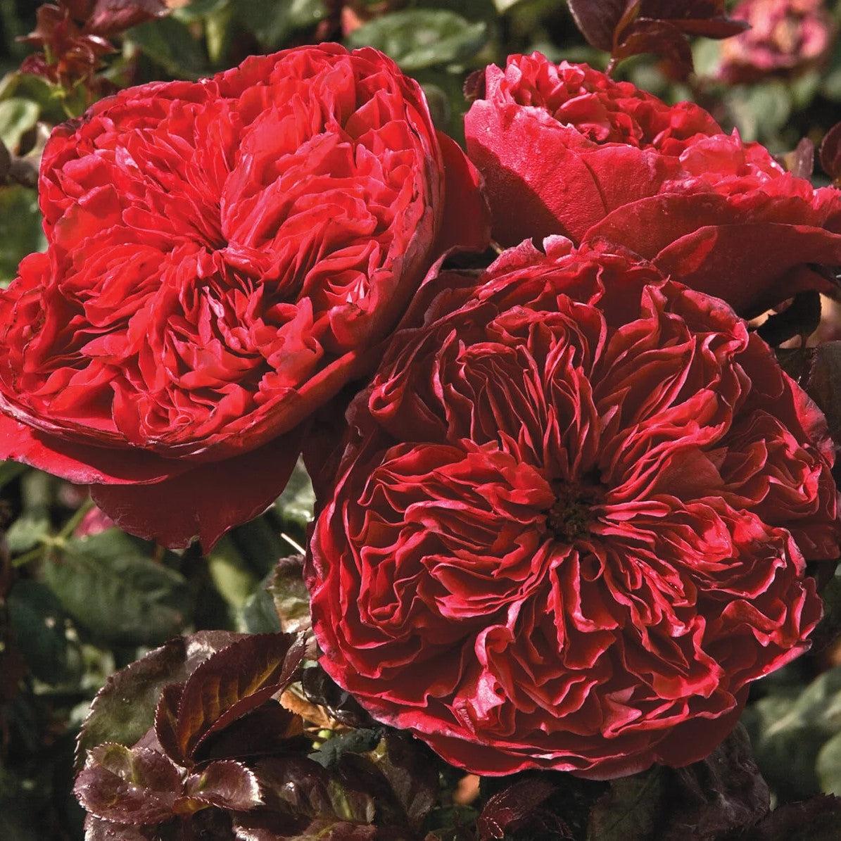 Rosa 'Meikarouz' ~ Bloomables® Rouge Royale™ Rose-ServeScape