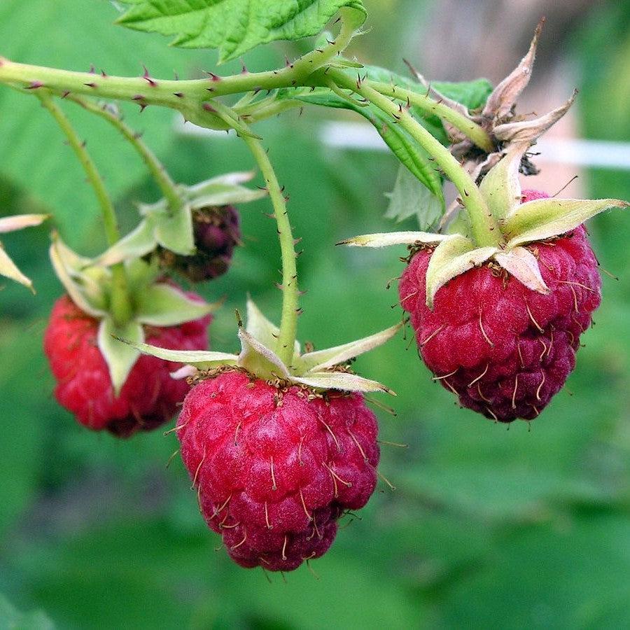 Rubus idaeus 'Meeker' ~ Meeker Raspberry-ServeScape