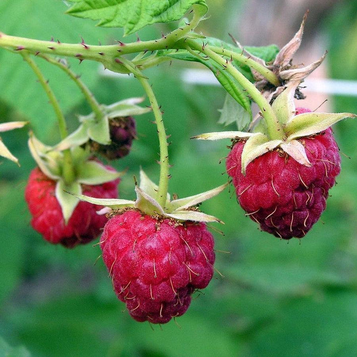 Rubus idaeus 'Meeker' ~ Meeker Raspberry-ServeScape