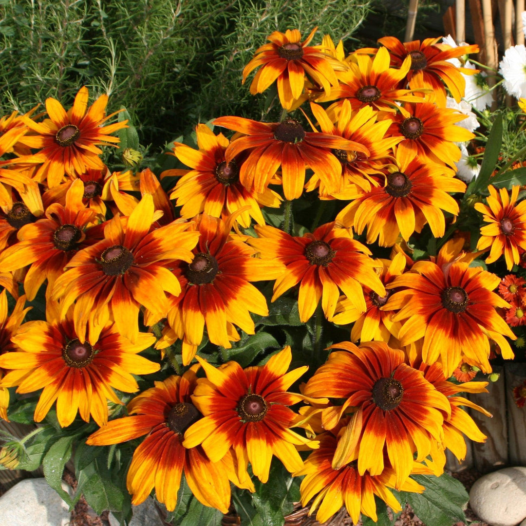 Rudbeckia hirta ‘Cappuccino’ ~ Cappuccino Black-Eyed Susan-ServeScape