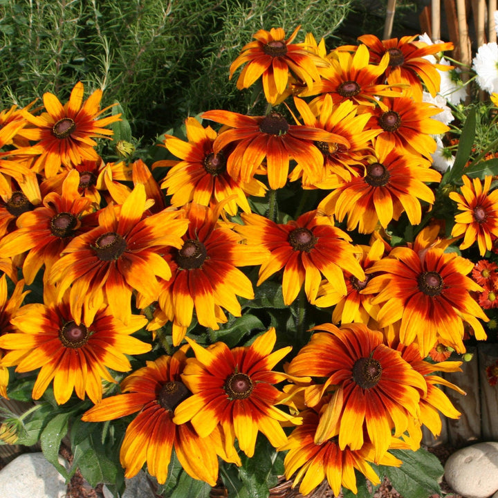 Rudbeckia hirta ‘Cappuccino’ ~ Cappuccino Black-Eyed Susan-ServeScape