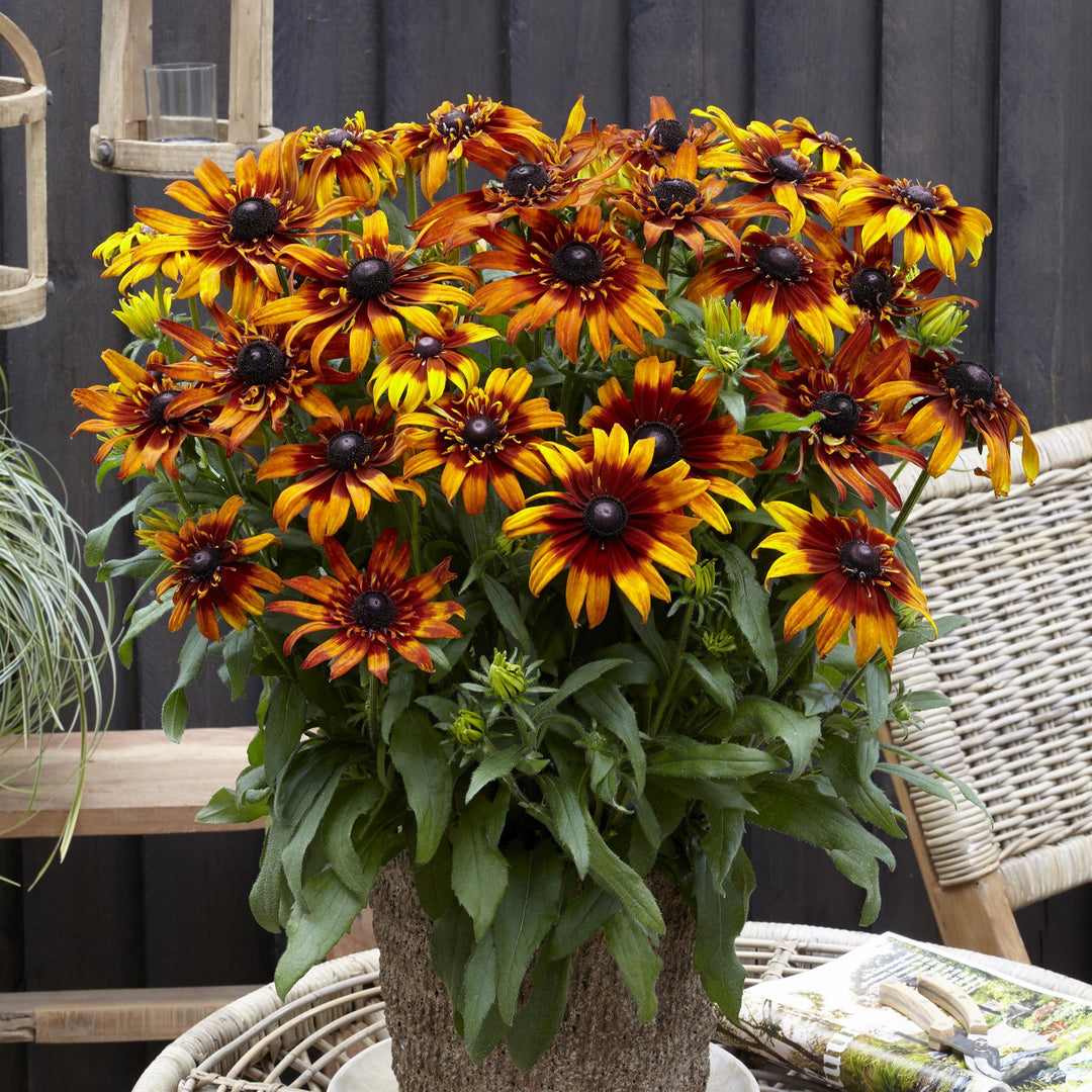 x echibeckia 'Summerina Blazing Fire' ~ Summerina® Blazing Fire™ Echibeckia-ServeScape