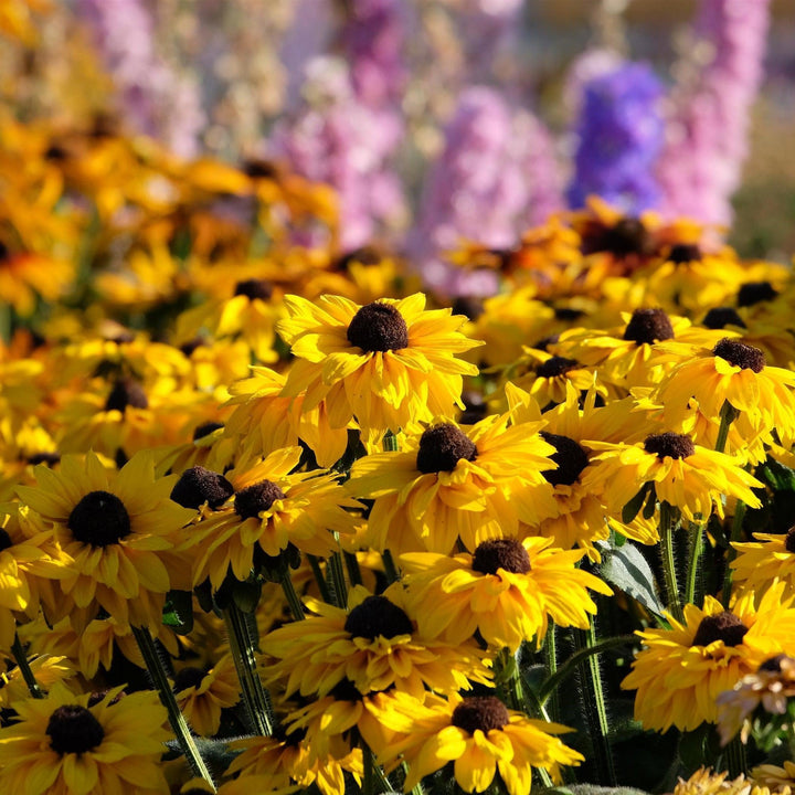 x echibeckia 'ET RDB 949' ~ Summerina Glow™ Sun's Up Echibeckia-ServeScape