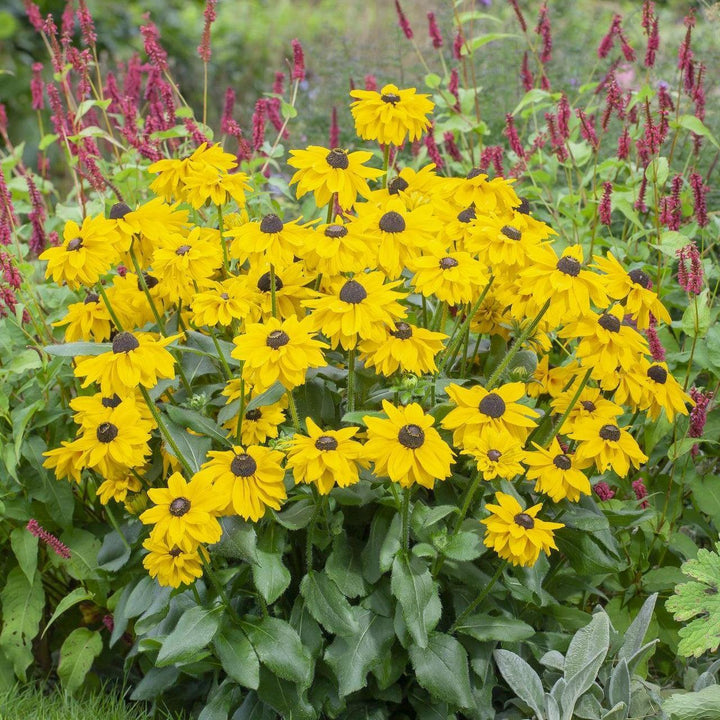 x echibeckia 'ET RDB 949' ~ Summerina Glow™ Sun's Up Echibeckia-ServeScape