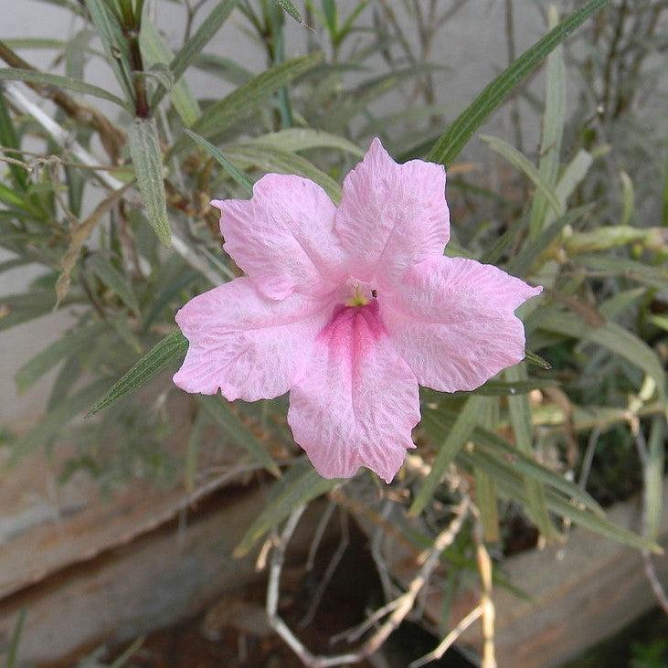 Ruellia simplex 'R10-105-Q54' PP26063 ~ Mayan™ Pink Mexican Petunia-ServeScape