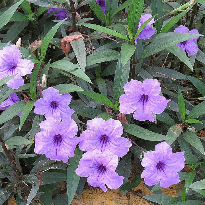 Ruellia simplex 'R-10-102' PP24422 ~ Mayan™ Purple Mexican Petunia-ServeScape