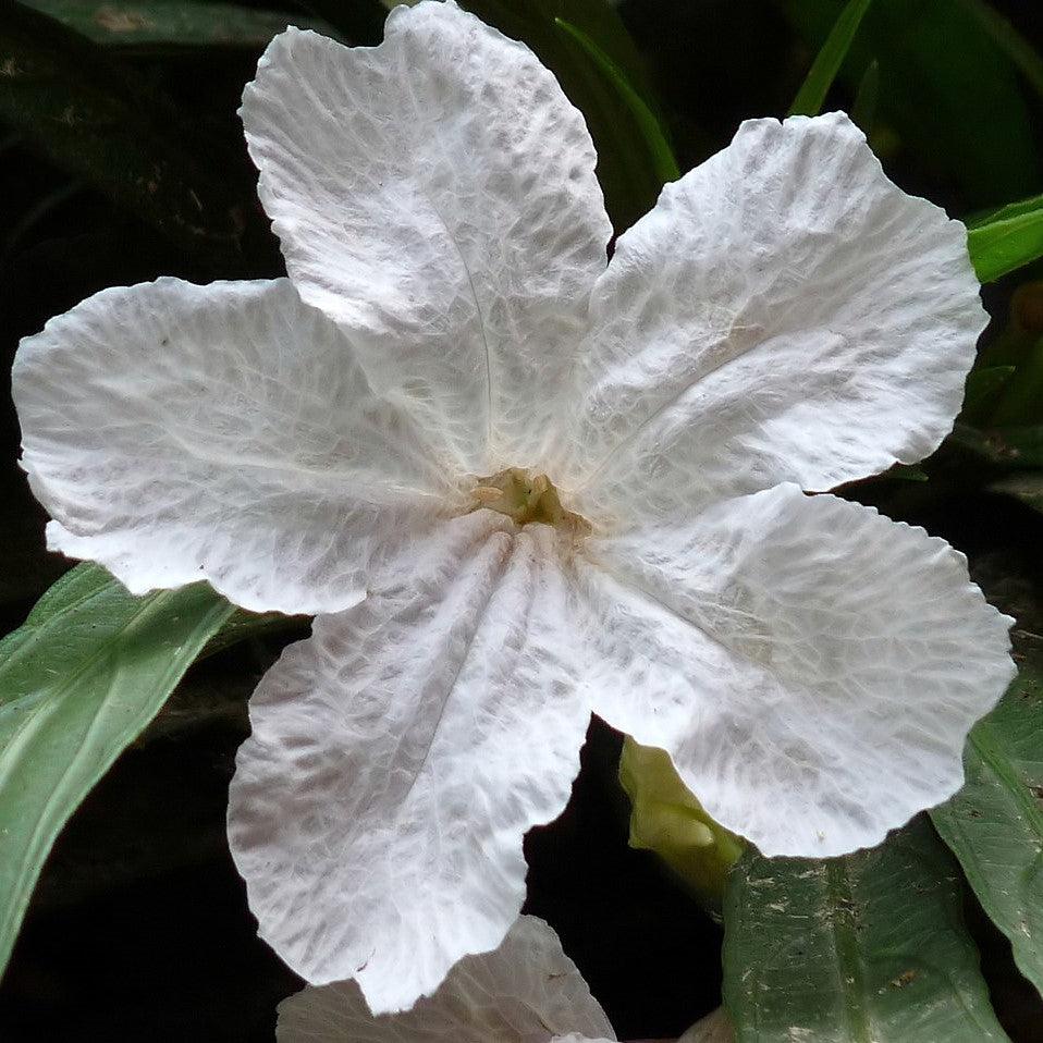 Ruellia simplex 'R10-108' PP25156 ~ Mayan™ White Mexican Petunia-ServeScape