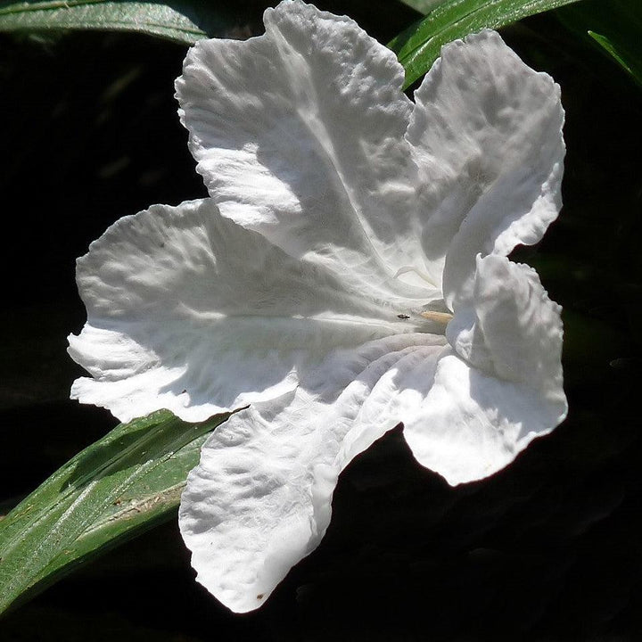 Ruellia simplex 'R10-108' PP25156 ~ Mayan™ White Mexican Petunia-ServeScape