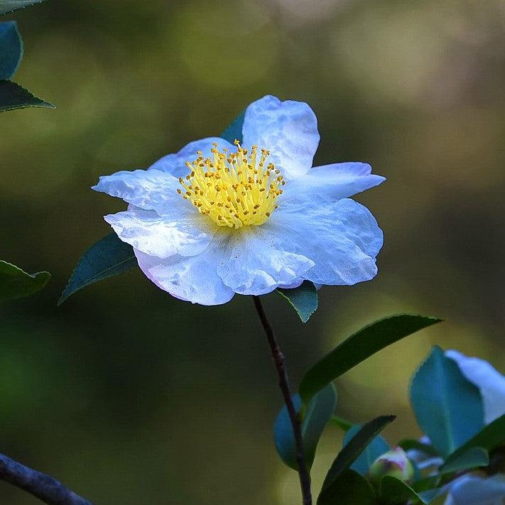 Camellia sasanqua 'Setsugekka' ~ Setsugekka Camellia-ServeScape