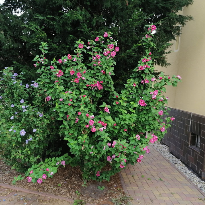 Hibiscus syriacus ~ Althea, Red-ServeScape