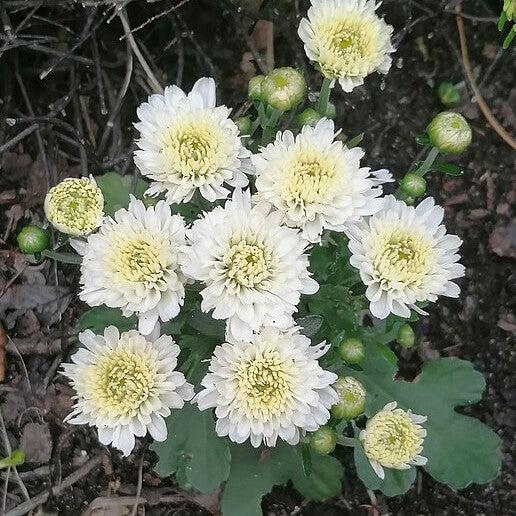 Chrysanthemum x morifolium 'Amiko White' ~ Belgian Mums® Amiko White Mum-ServeScape