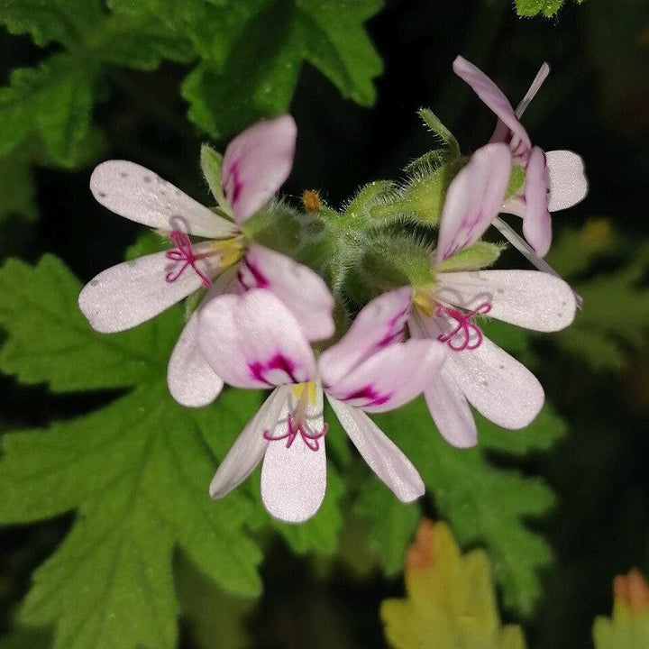 Pelargonium 'citronellum' ~ Citronella-ServeScape