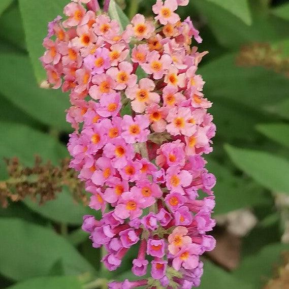 Buddleiax weyeriana 'Bicolor' ~ Bicolor Butterfly Bush-ServeScape
