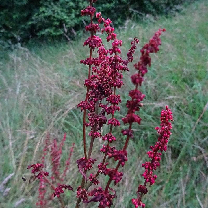 Rumex sanguineus ~ Bloody Sorrel-ServeScape