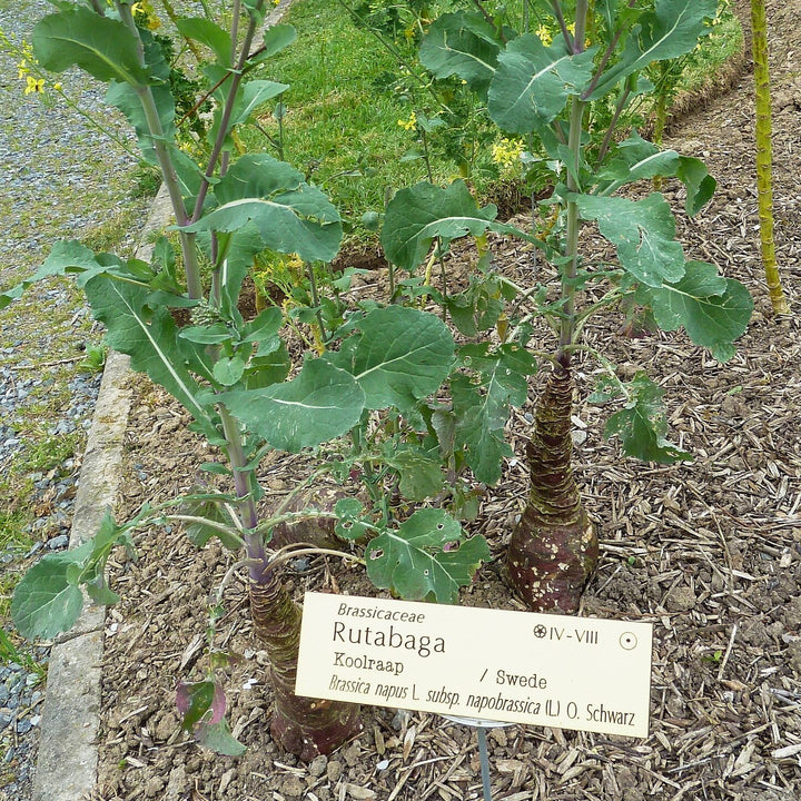 Brassica napus (Napobrassica Group) ~ Rutabaga-ServeScape