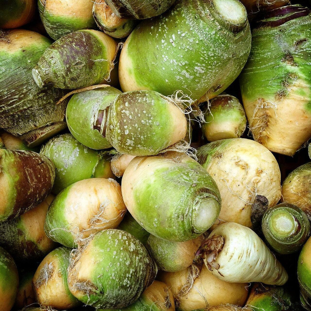 Brassica napus (Napobrassica Group) ~ Rutabaga-ServeScape