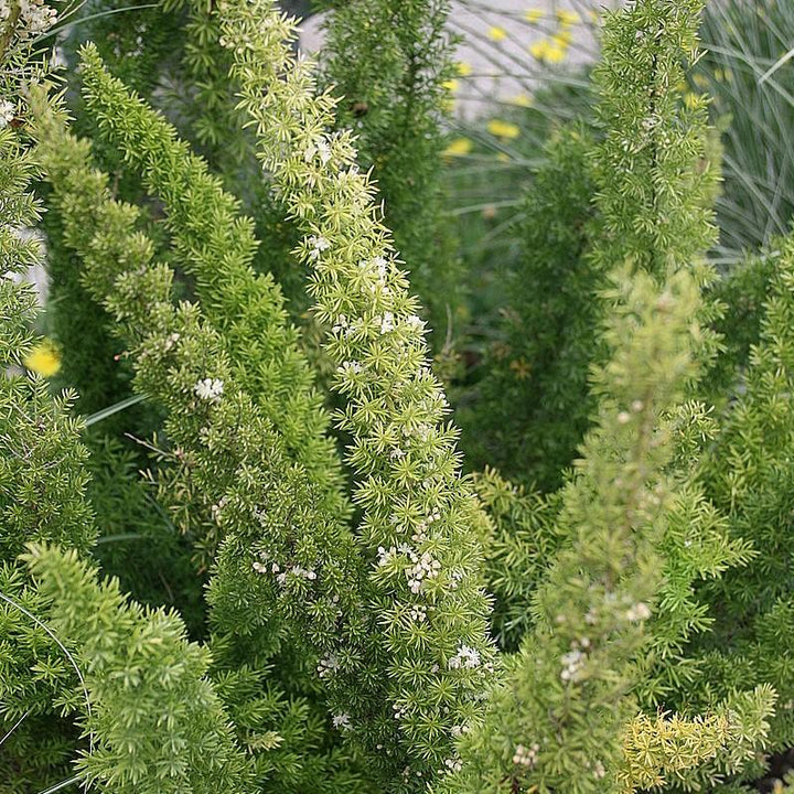 Asparagus densiflorus 'Myersii' ~ Foxtail Asparagus Fern-ServeScape