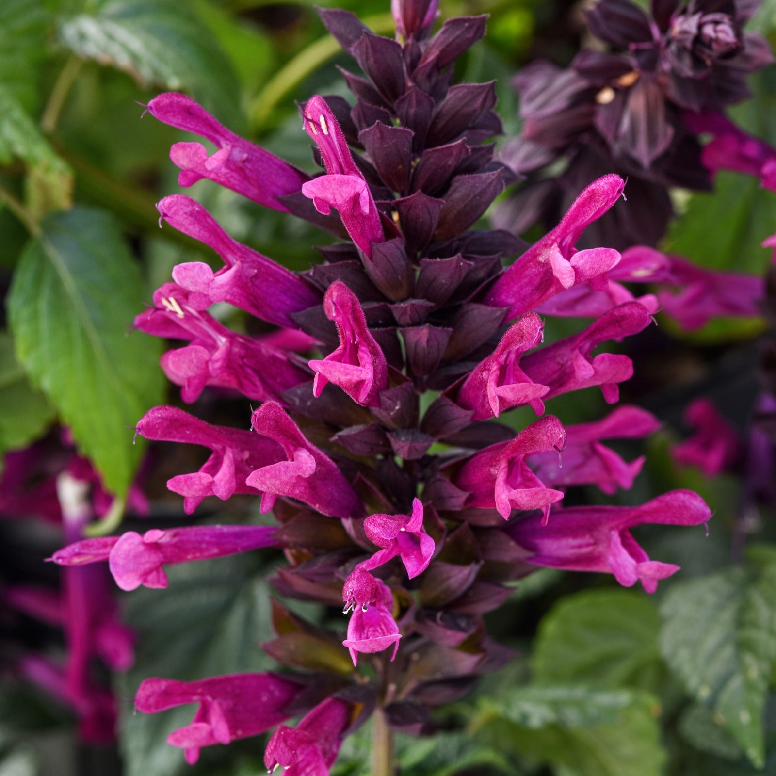 Salvia guaranitica 'Plum Crazy' ~ Plum Crazy Anise-Scented Sage-ServeScape