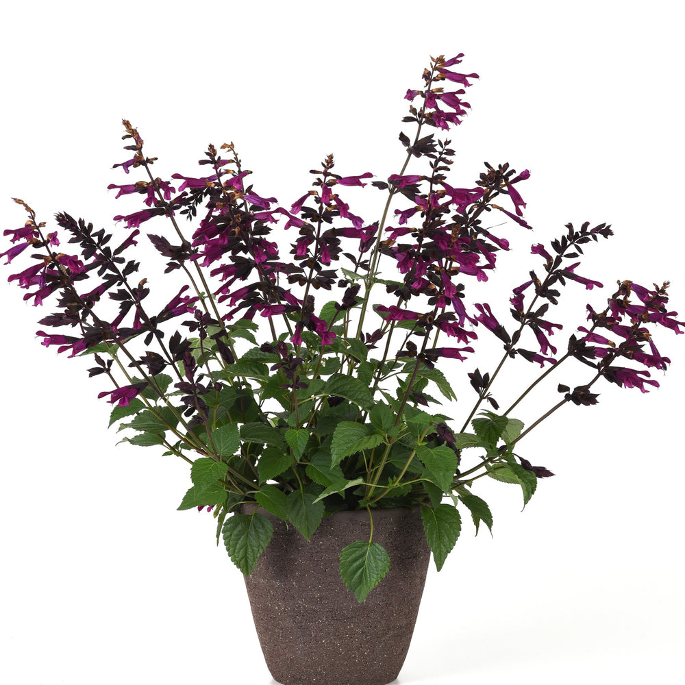 Salvia guaranitica 'Plum Crazy' ~ Plum Crazy Anise-Scented Sage-ServeScape