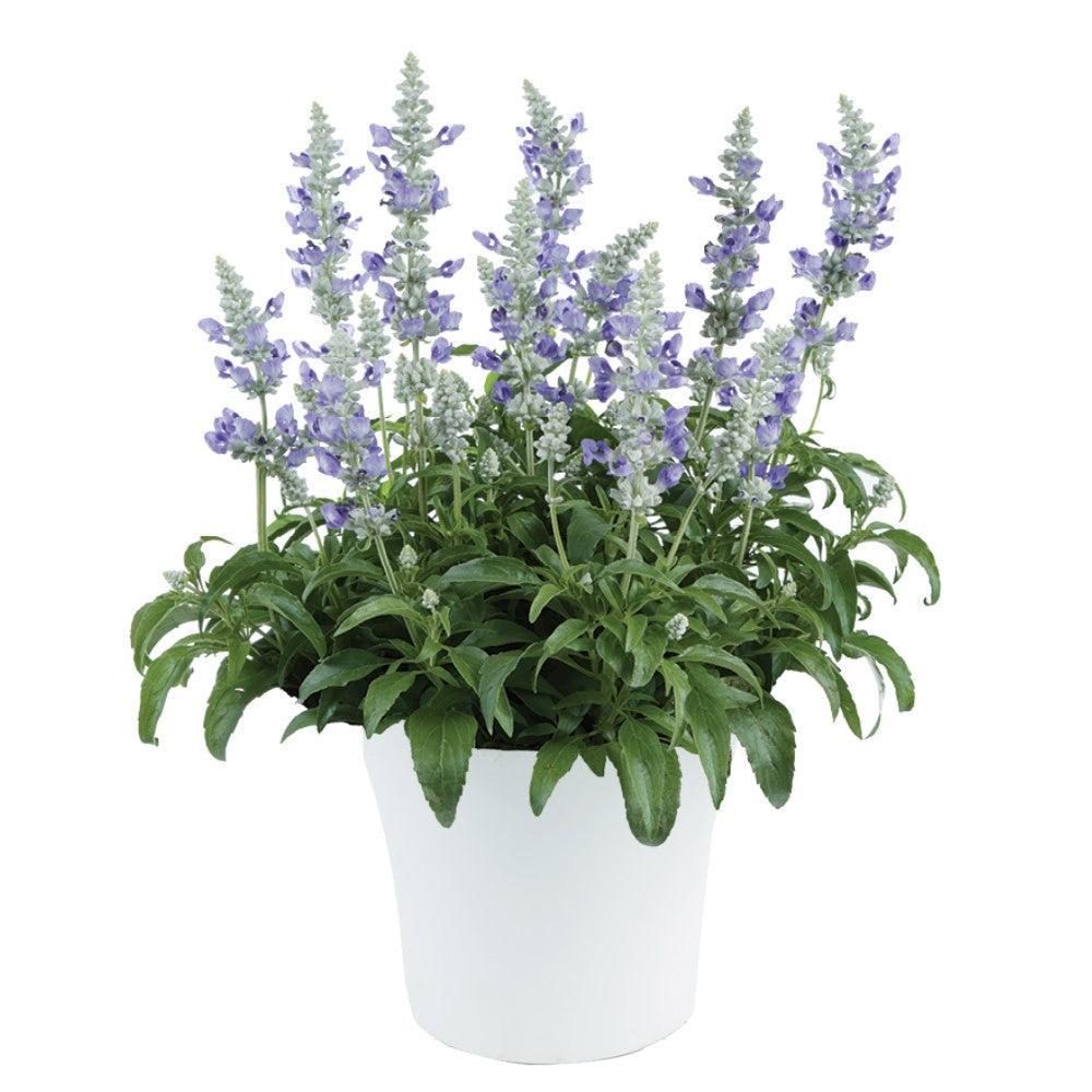 Salvia farinacea 'Blue Ice' ~ Monrovia® Sallyfun™ Blue Ice Salvia-ServeScape