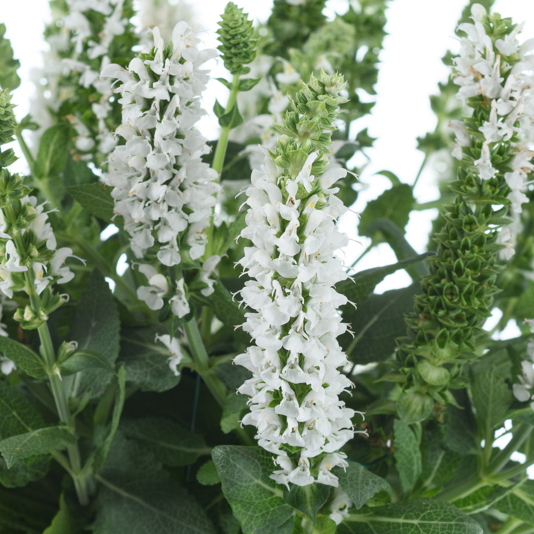 Salvia nemorosa 'Apex White' ~ Apex™ White Meadow Sage-ServeScape