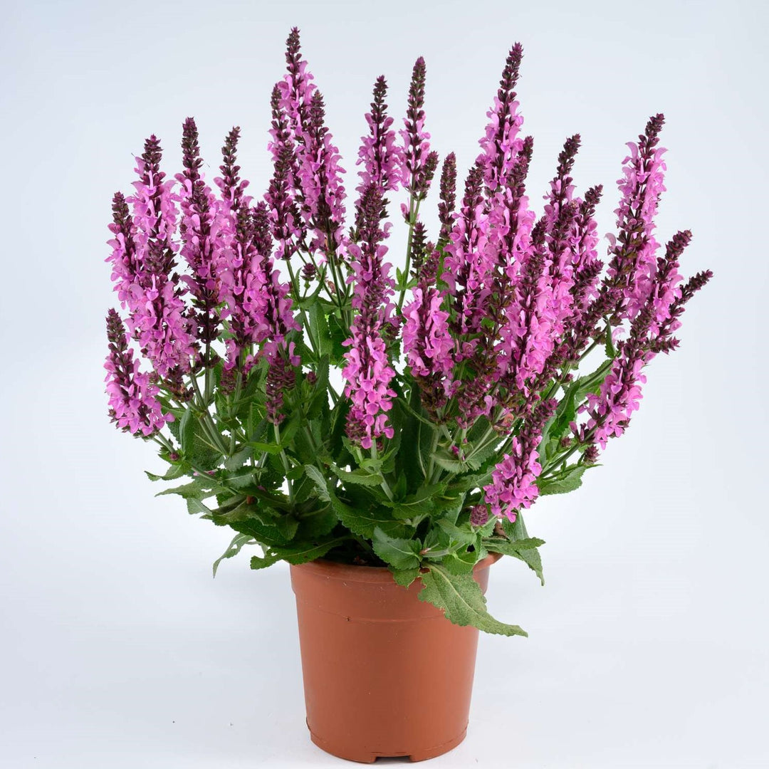 Salvia nemorosa 'Pink Nebula' ~ Pink Nebula™ Meadow Sage-ServeScape
