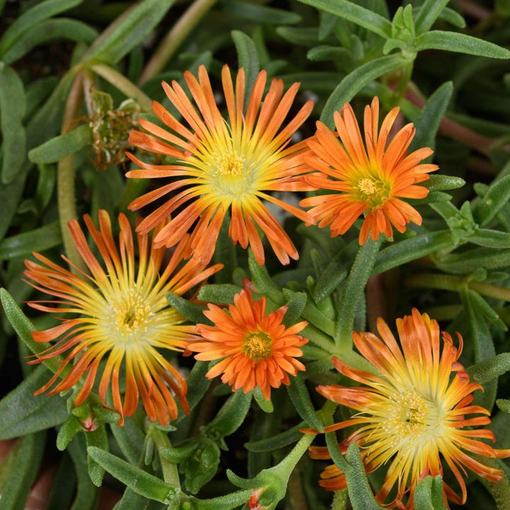Delosperma cooperi 'SandGem Ember' ~ SandGem™ Ember Ice Plant-ServeScape