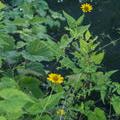 Heliopsis helianthoides 'Ox eye' ~ Ox Eye False Sunflower-ServeScape