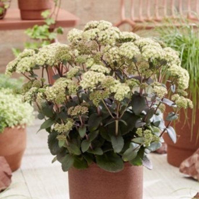 Sedum 'Eline' PP24772 ~ Banana Split Stonecrop-ServeScape