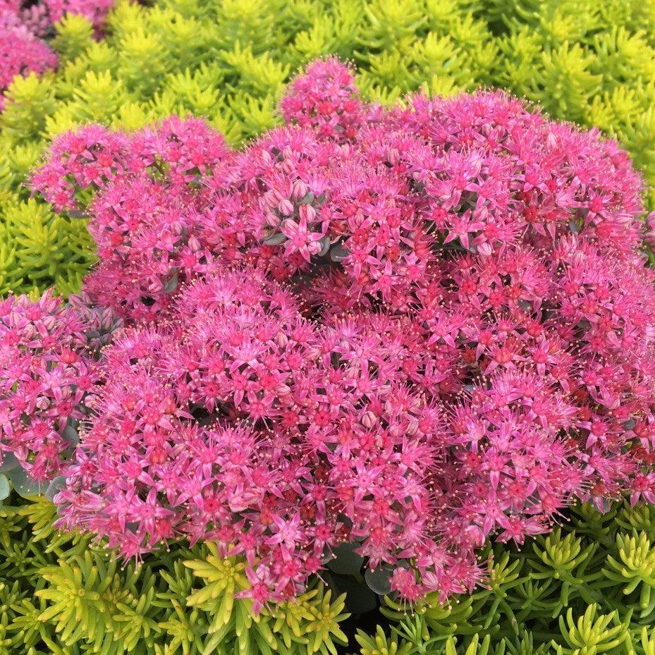 Sedum 'Cosmic Comet' ~ SunSparkler® Cosmic Comet Sedum-ServeScape