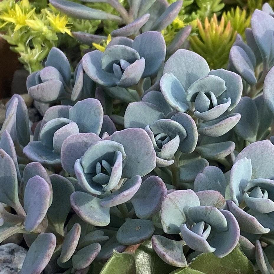Sedum 'Cosmic Comet' ~ SunSparkler® Cosmic Comet Sedum-ServeScape