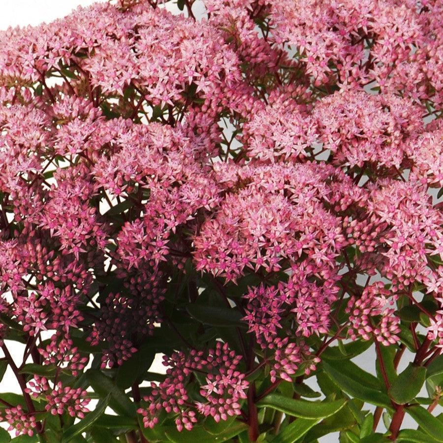 Sedum 'Jade Tuffet' ~ SunSparkler® Jade Tuffet Sedum-ServeScape