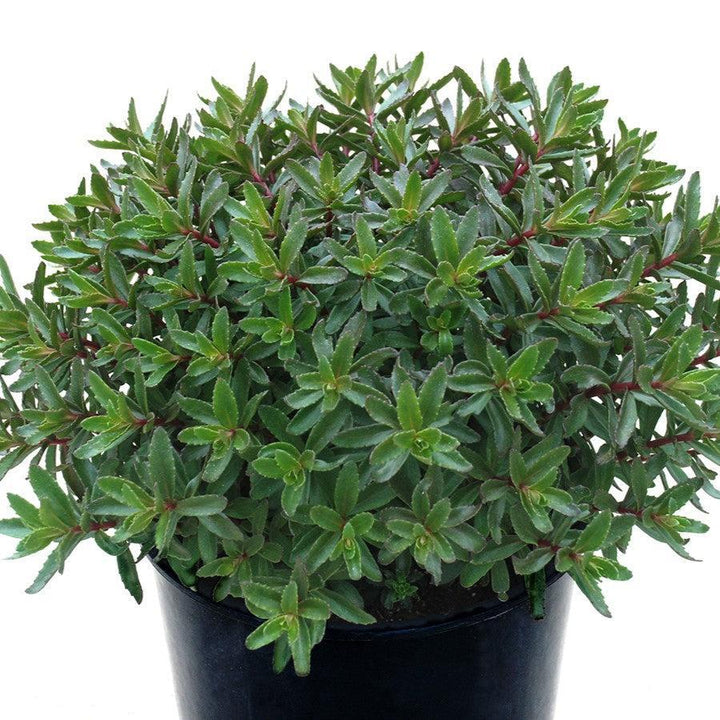 Sedum 'Jade Tuffet' ~ SunSparkler® Jade Tuffet Sedum-ServeScape