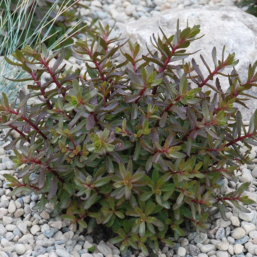 Sedum 'Jade Tuffet' ~ SunSparkler® Jade Tuffet Sedum-ServeScape