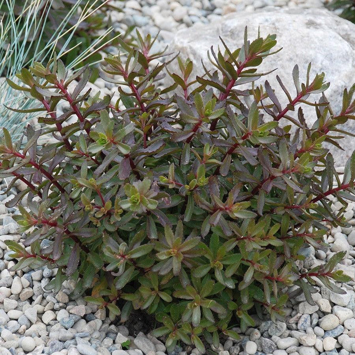 Sedum 'Jade Tuffet' ~ SunSparkler® Jade Tuffet Sedum-ServeScape