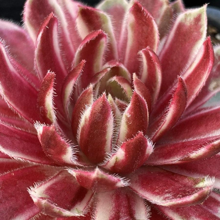 Sempervivum 'Lotus Blossom' ~ Chick Charms® Lotus Blossom Hens and Chicks-ServeScape